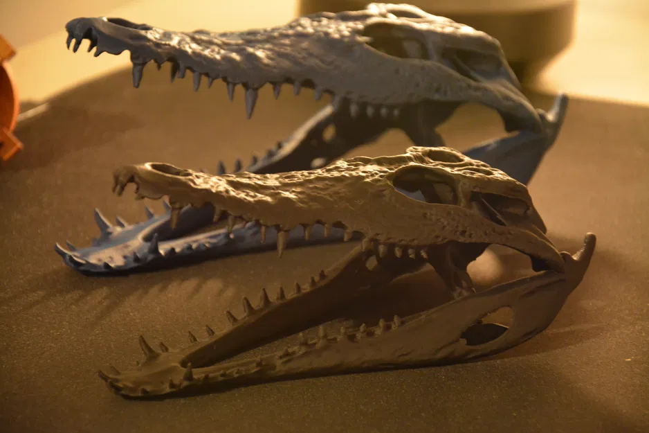 Hộp sọ cá sấu | Siêu thực tế - Image 3