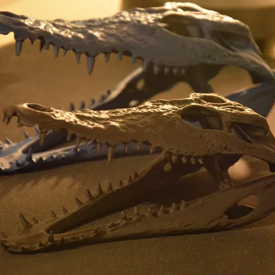 Hộp sọ cá sấu | Siêu thực tế