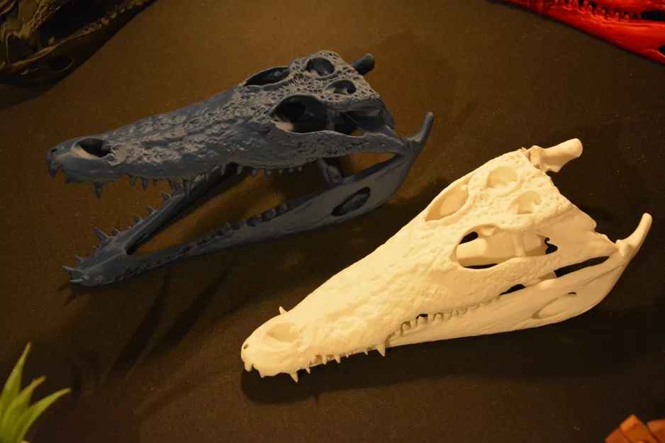 Hộp sọ cá sấu | Siêu thực tế - Image 4