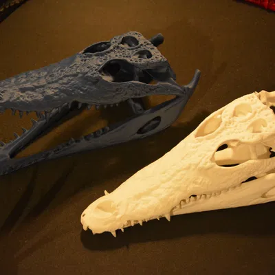 Hộp sọ cá sấu | Siêu thực tế