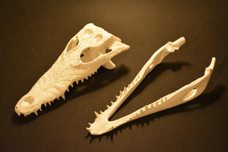Hộp sọ cá sấu | Siêu thực tế - Image 5