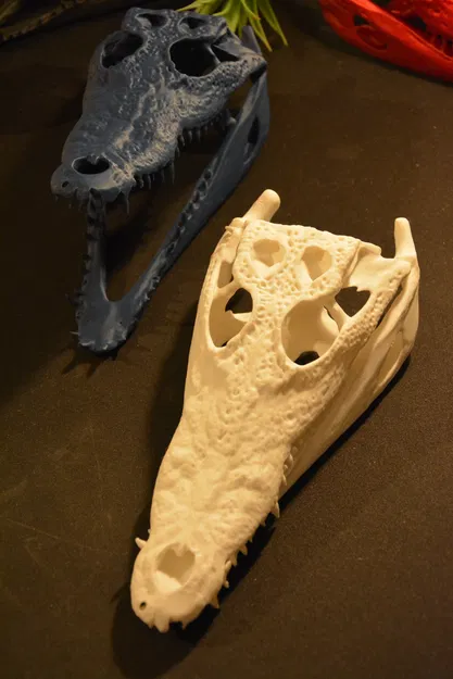 Hộp sọ cá sấu | Siêu thực tế - Image 6
