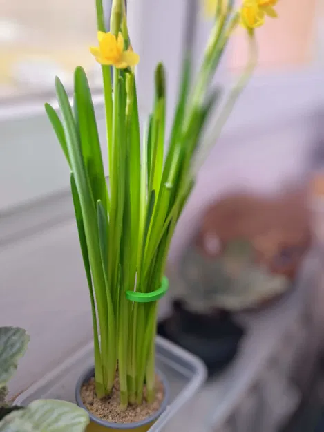 Cây chống đỡ hoa 3D (Flower Support) đơn giản, in không cần support - Image 3