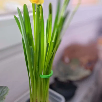 Cây chống đỡ hoa 3D (Flower Support) đơn giản, in không cần support