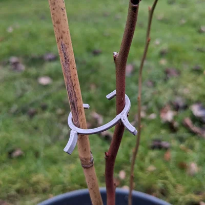 Kẹp giữ cây leo cho giàn