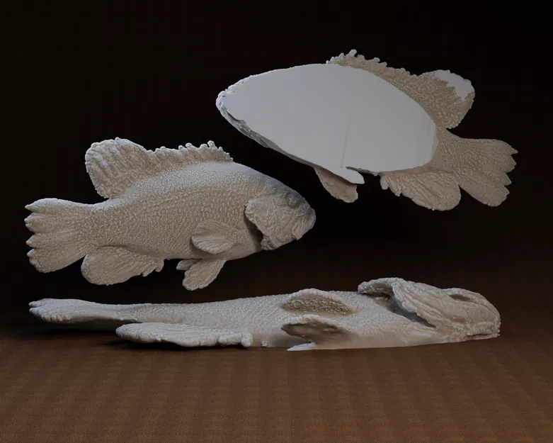 Core One Fish: Mẫu in 3D cá Coreoperca - Image 2