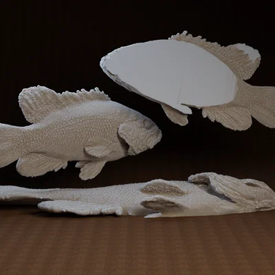 Core One Fish: Mẫu in 3D cá Coreoperca