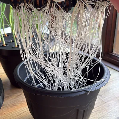 Dụng cụ trồng lại hành lá tại nhà | Mẫu in 3D đơn giản