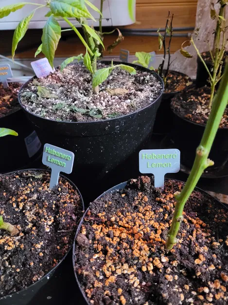 Thẻ cắm chậu cây cơ bản cho vườn tược và trong nhà, có mẫu trống để tùy chỉnh - Image 1