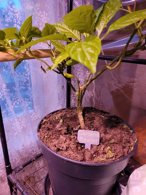 Thẻ cắm chậu cây cơ bản cho vườn tược và trong nhà, có mẫu trống để tùy chỉnh - Image 2