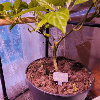 Thẻ cắm chậu cây cơ bản cho vườn tược và trong nhà, có mẫu trống để tùy chỉnh