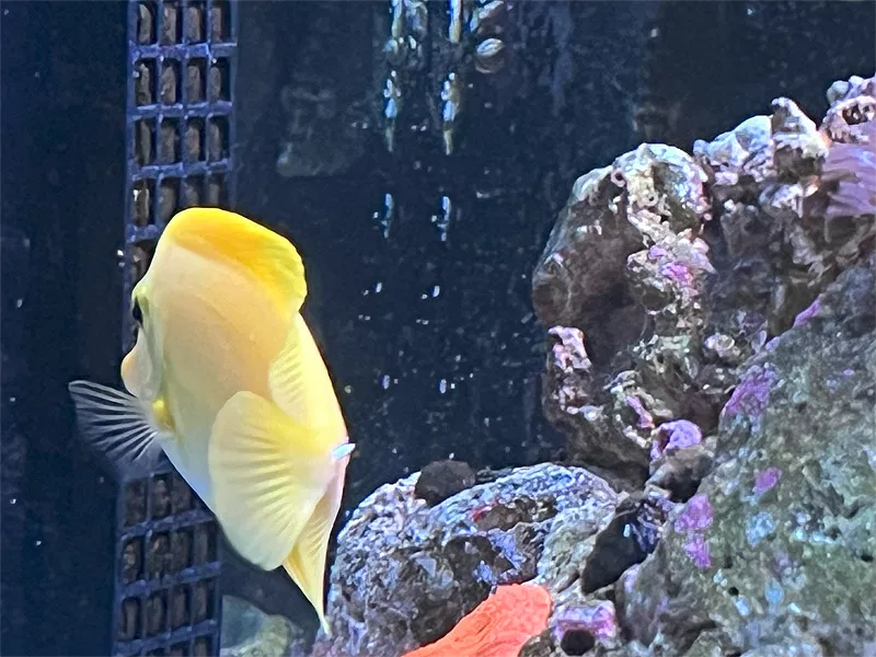 Dụng cụ cho cá biển ăn rong/nori (Dạng đứng, hít nam châm, 2 phiên bản Standard và Mini) - Image 1