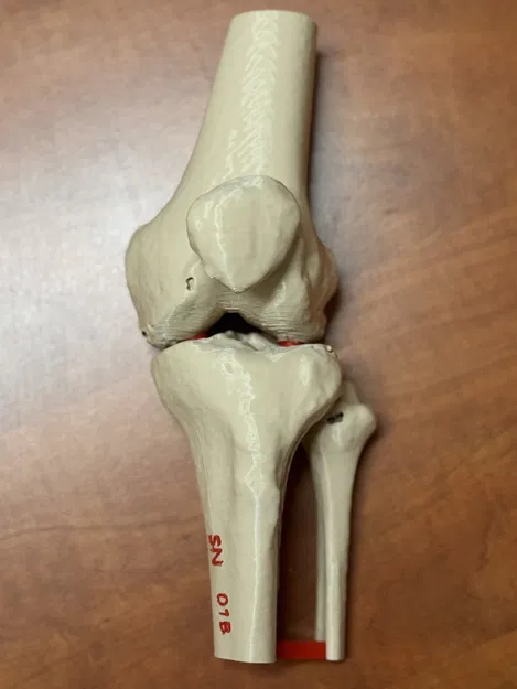 Mô hình giải phẫu khớp gối người (xương đùi, xương bánh chè, xương chày và xương mác) - Image 1