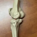Mô hình giải phẫu khớp gối người (xương đùi, xương bánh chè, xương chày và xương mác) - Thumbnail 2