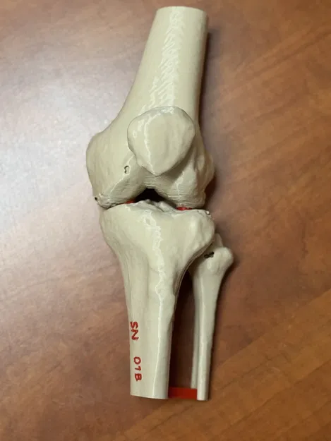 Mô hình giải phẫu khớp gối người (xương đùi, xương bánh chè, xương chày và xương mác) - Image 3