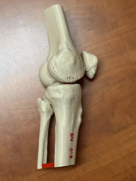 Mô hình giải phẫu khớp gối người (xương đùi, xương bánh chè, xương chày và xương mác) - Image 4