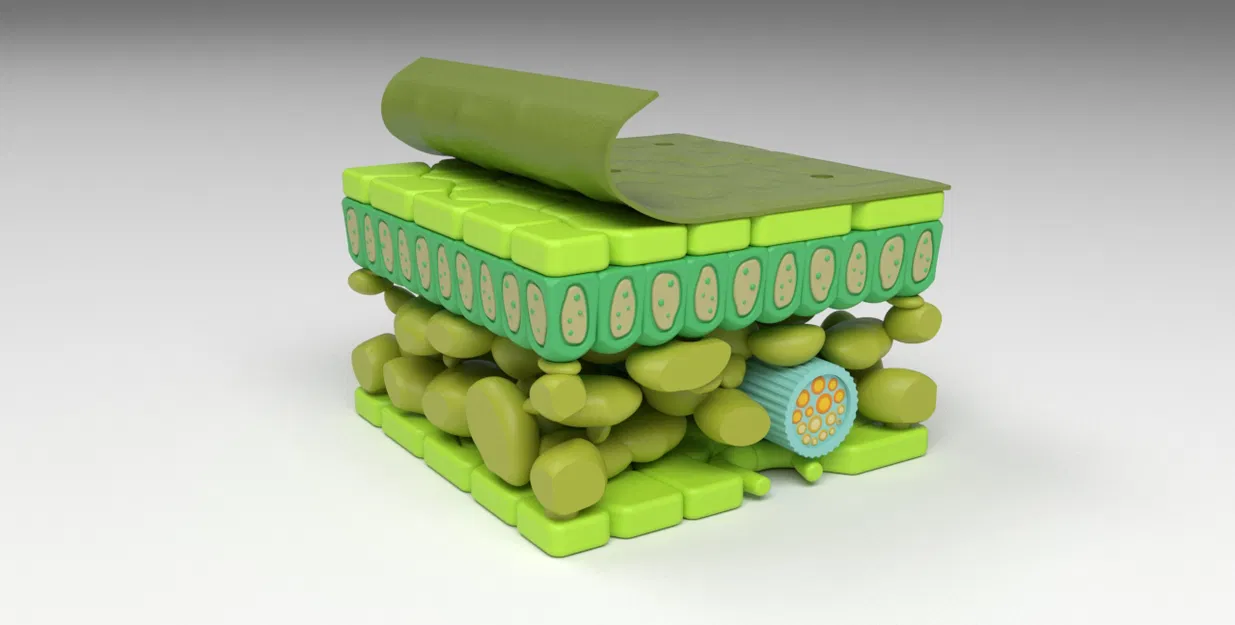 Mô hình cấu tạo các lớp của lá cây - Image 1