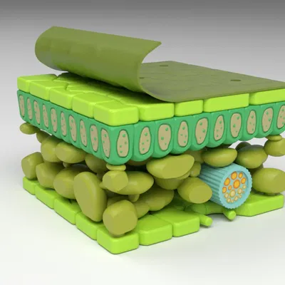 Mô hình cấu tạo các lớp của lá cây