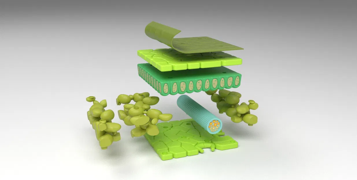 Mô hình cấu tạo các lớp của lá cây - Image 2