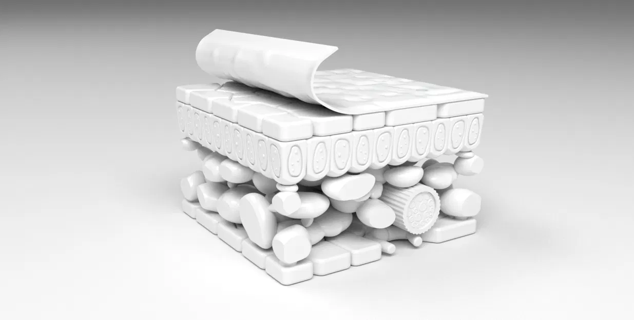 Mô hình cấu tạo các lớp của lá cây - Image 3