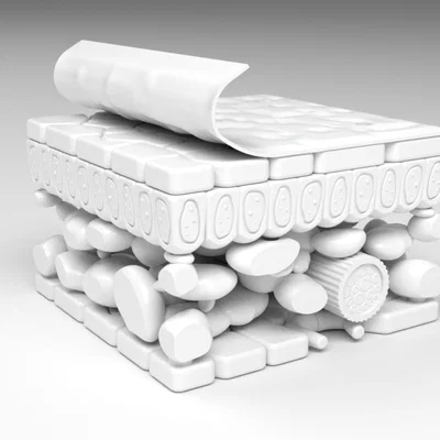 Mô hình cấu tạo các lớp của lá cây