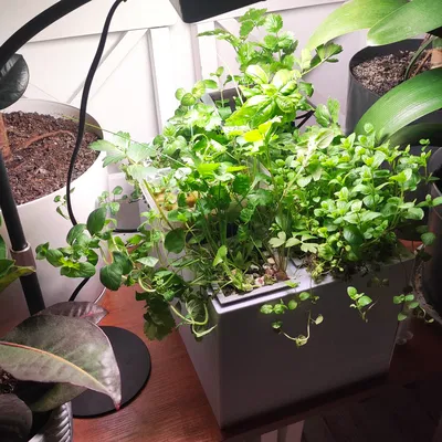 HydroForge - Trạm trồng cây thủy canh