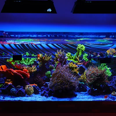 Hệ thống 3DReefing Frag Scape cho hồ cá san hô