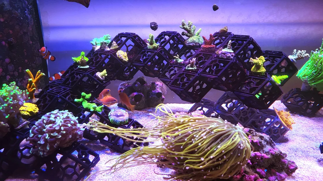 Hệ thống 3DReefing Frag Scape cho hồ cá san hô - Image 5