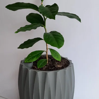 Chậu trồng cây tự tưới thông minh