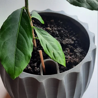 Chậu trồng cây tự tưới thông minh