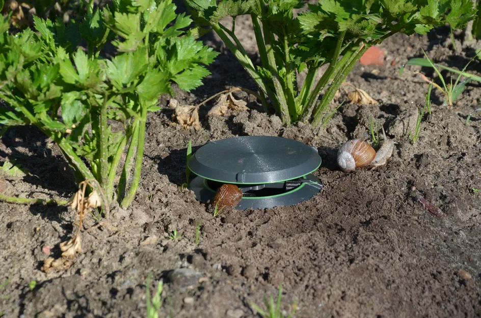 Bẫy Sên Trần và Ốc Sên - Image 1