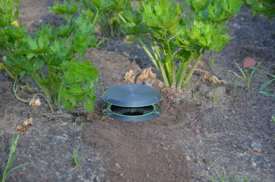 Bẫy Sên Trần và Ốc Sên - Image 2