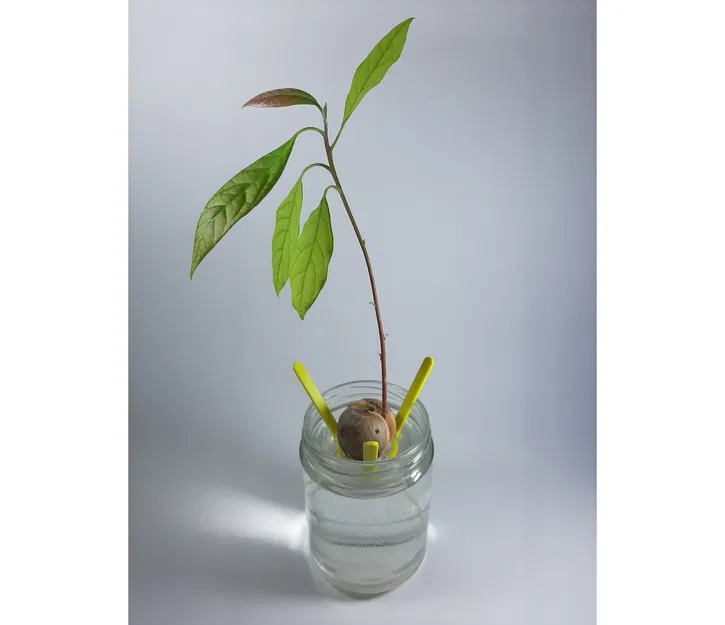 Giá Đỡ Hạt Bơ (Avocado Seed Holder) - Image 1