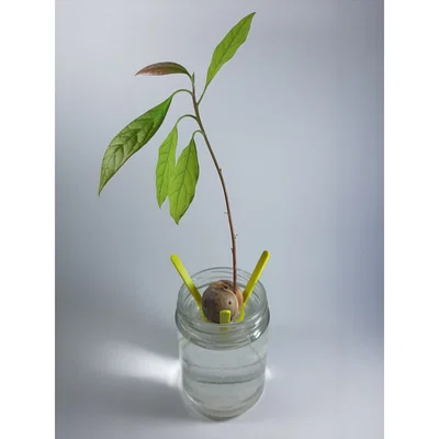 Giá Đỡ Hạt Bơ (Avocado Seed Holder)