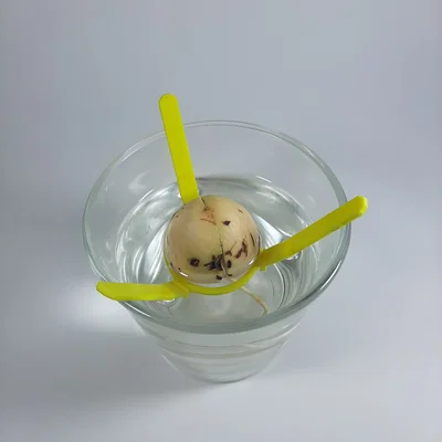 Giá Đỡ Hạt Bơ (Avocado Seed Holder)
