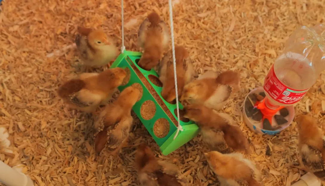 Máng Ăn Cho Gà Con (In Dạng Phẳng) - Image 1