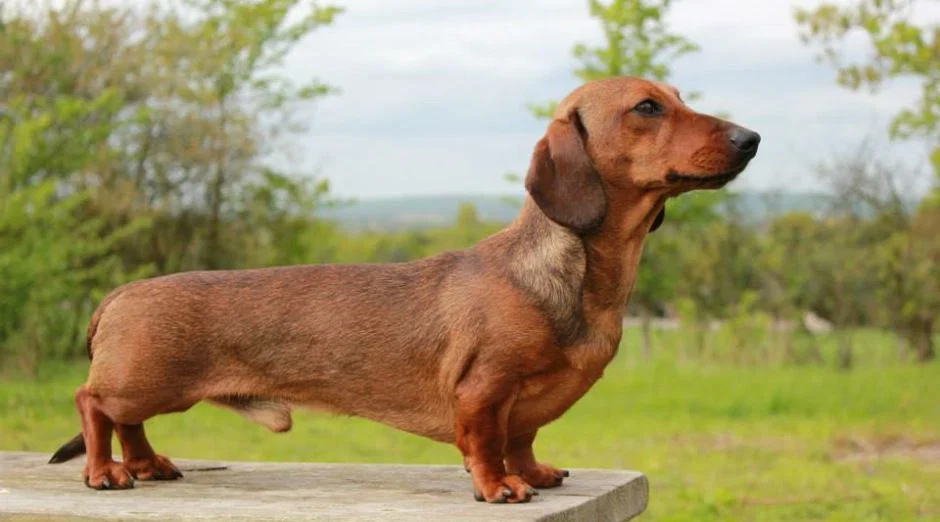 Mô hình 3D chú chó Dachshund dễ thương để bàn và làm móc khóa - Image 1