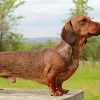 Mô hình 3D chú chó Dachshund dễ thương để bàn và làm móc khóa