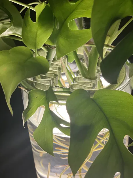 Vòng hỗ trợ cắm cành nhân giống và trang trí hoa - Image 2