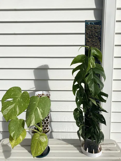 Trụ rêu (Moss pole) cho cây leo - Image 1