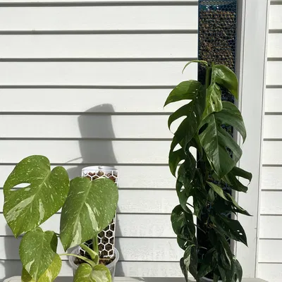 Trụ rêu (Moss pole) cho cây leo