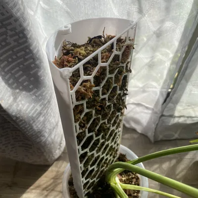 Trụ rêu (Moss pole) cho cây leo