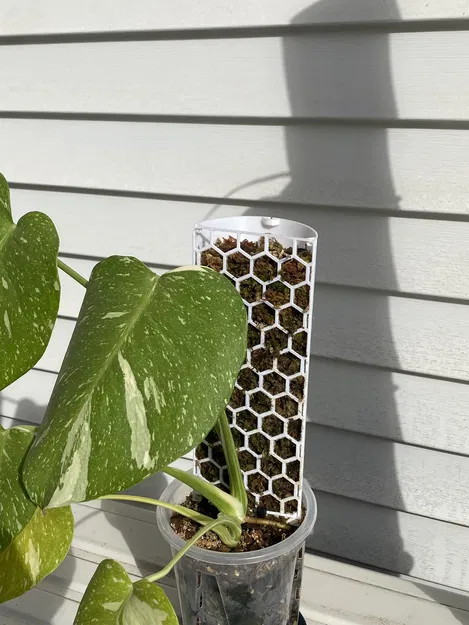 Trụ rêu (Moss pole) cho cây leo - Image 3