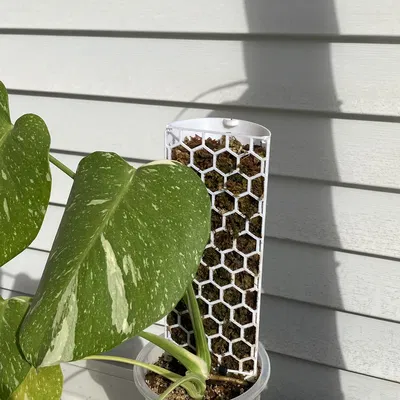 Trụ rêu (Moss pole) cho cây leo