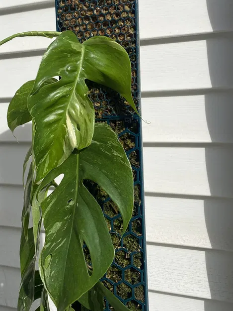 Trụ rêu (Moss pole) cho cây leo - Image 4