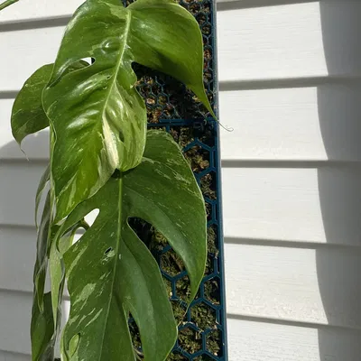 Trụ rêu (Moss pole) cho cây leo