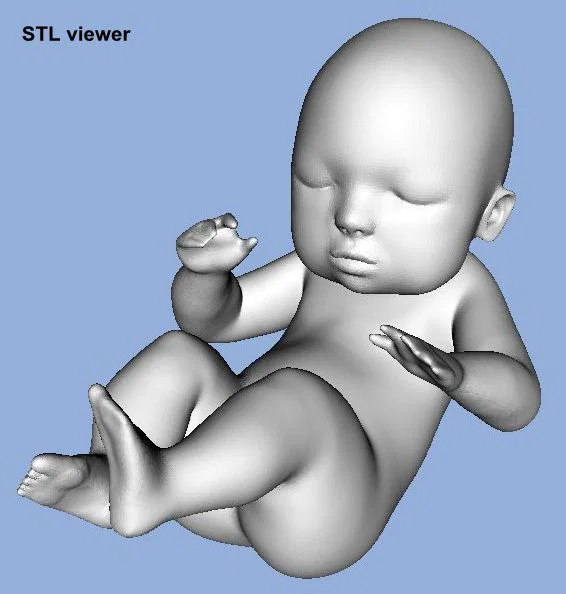 Mô hình Em bé / Bào thai (Baby / Fetus) - Image 2
