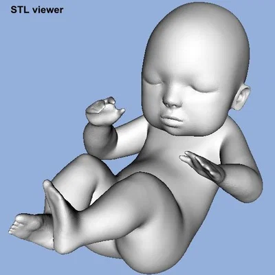 Mô hình Em bé / Bào thai (Baby / Fetus)