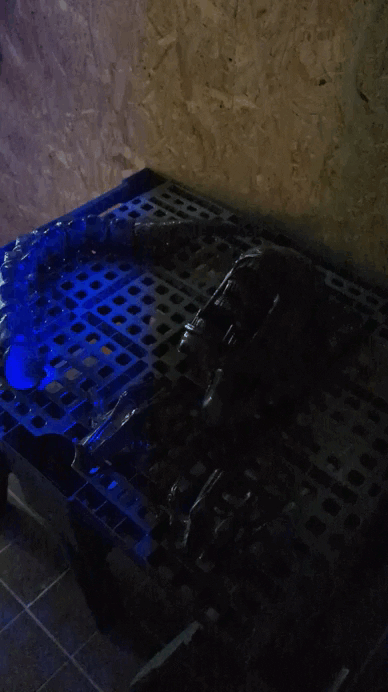 Mô hình trang trí Xenomorph gắn tường cực chất (Ceiling Xenomorph) - Image 7