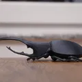 Mô hình Beetle Hercules - Thumbnail 2